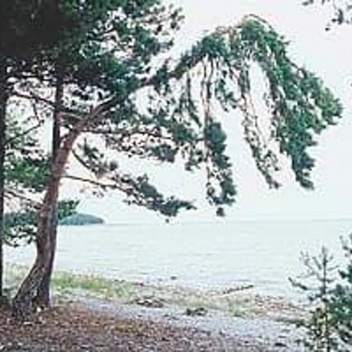 Pinus sylvestris 'Sarve' - Harilik mänd 'Sarve'